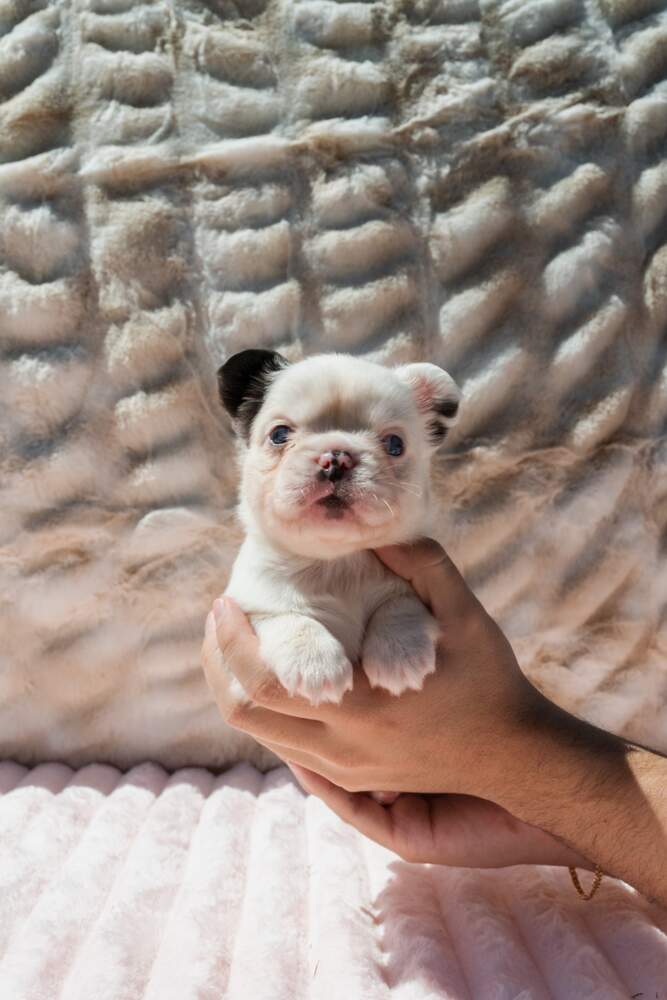 French bulldog puppy